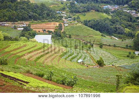 Chiang Mai