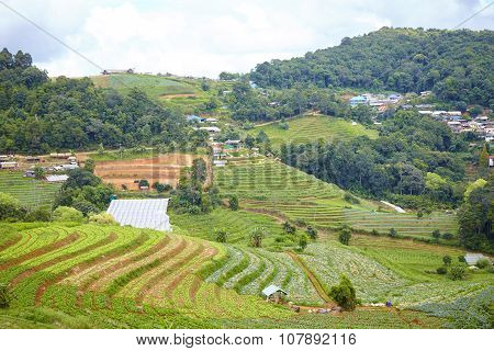 Chiang Mai