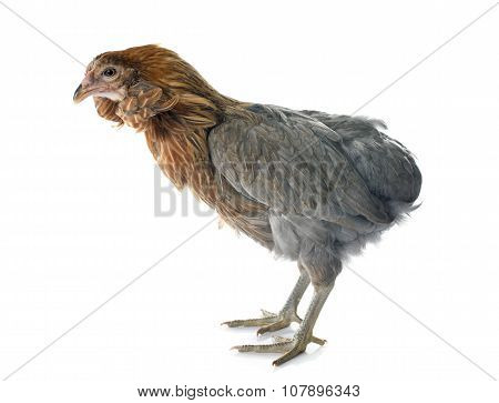 Gray Araucana Chicken