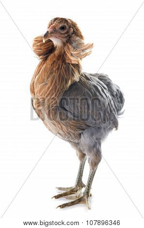 Gray Araucana Chicken