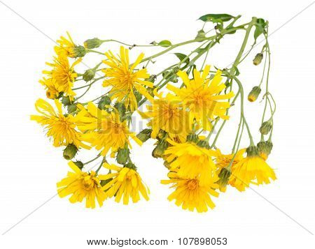 Wild Yellow Hawksbeard Flowers Bouquet