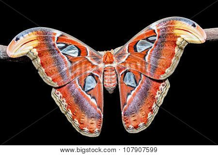 Attacus Atlas