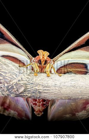 Attacus Atlas
