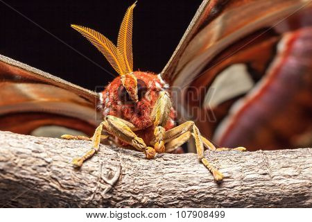 Attacus Atlas
