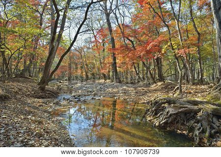 Autumn Woodsy River