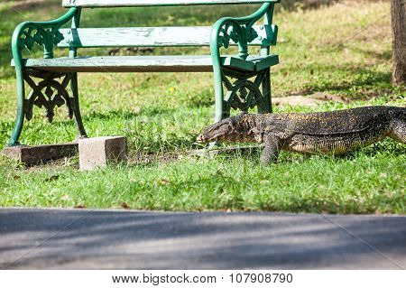 The Monitor Lizard