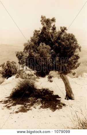Parque Joshua Tree, sépia