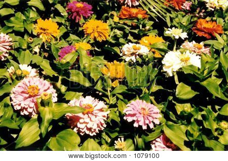 Flores
