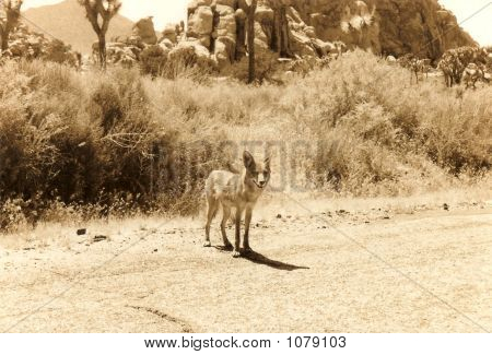 Parque Joshua Tree, sépia