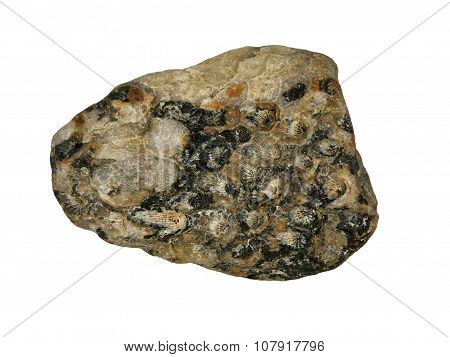 Petrified hexacorallia in quartz
