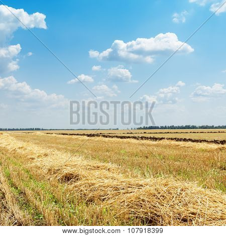 windrows on field after harvesting. light cloudy sky