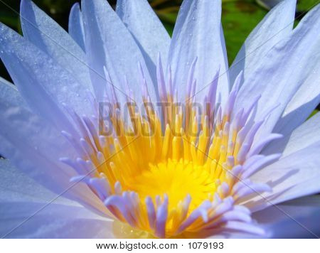 Işık mavi Lotus