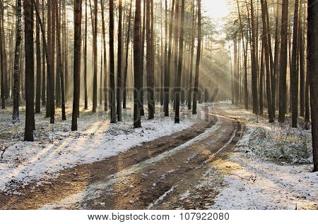 Winter in the forest.