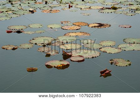 Giant Water Lilly Leaves Flowers And Flora Of The World