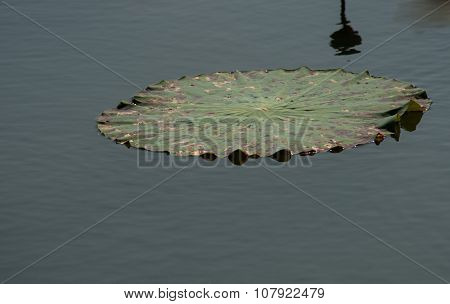 Giant Water Lilly Leaves Flowers And Flora Of The World