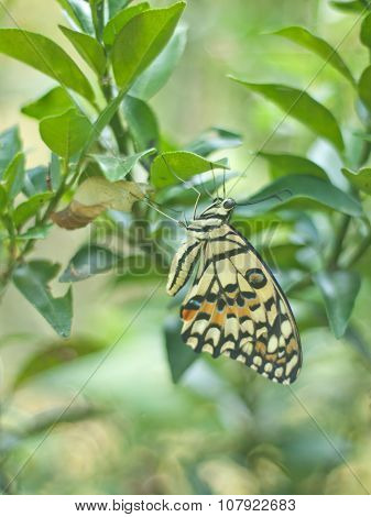 Metamorphosis Of Yellow Butterfly