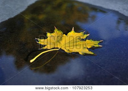 Autumn maple Leaf fell into the water