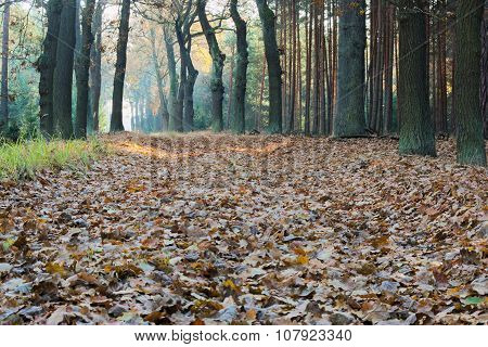 Forest in autumn.