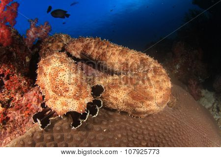 Pair Sea Cucumbers underwater