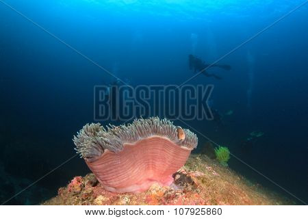 Anemone, Clownfish and scuba divers underwater
