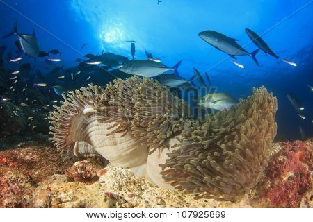 Hunting Bluefin Trevally fish swim over anemone with clownfish