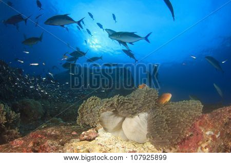Hunting Bluefin Trevally fish swim over anemone with clownfish