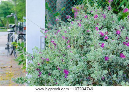 Flowering shrub on the background of the bike in Lumpini Park, Bangkok.