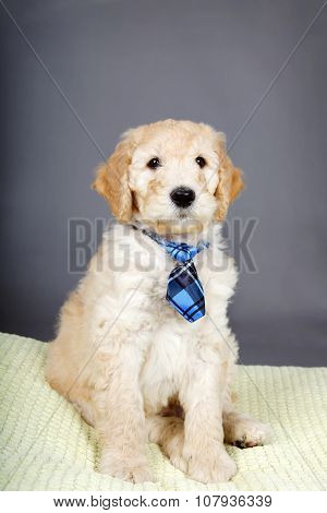 Cute Goldendoodle Pup With Tie