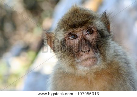 Thinking monkey