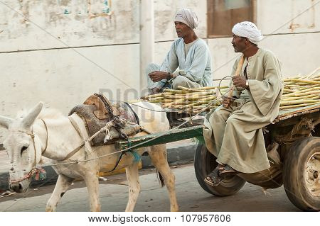 Egyptian men ride his donkey chariot