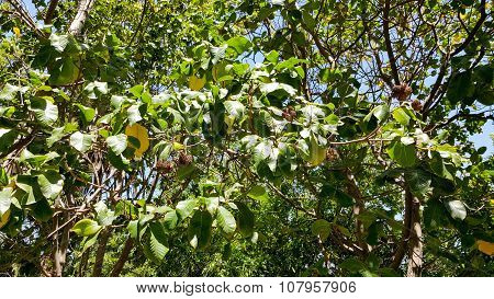Cape Chestnut in Southern California
