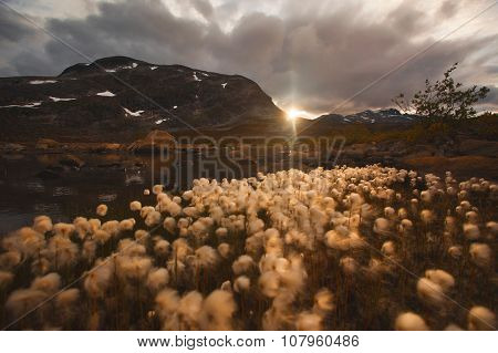 flowers at sunset near the lake in the mountains