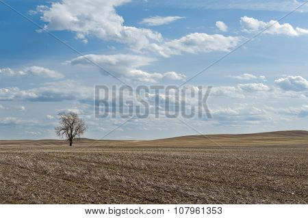 Wheat Field With One Bare Tree