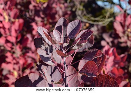 Autumn Color Leaves Of Cotinus Coggygria Growing In A Forest Belt.