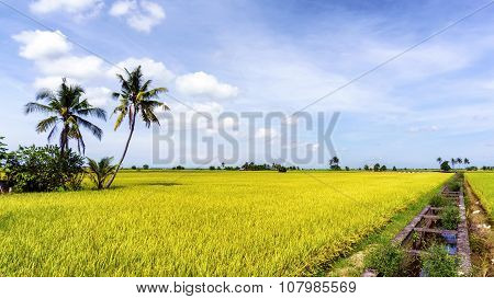 Paddy Rice Field