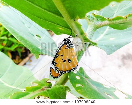 Monarch Butterfly,  Baby Born In The Nature.