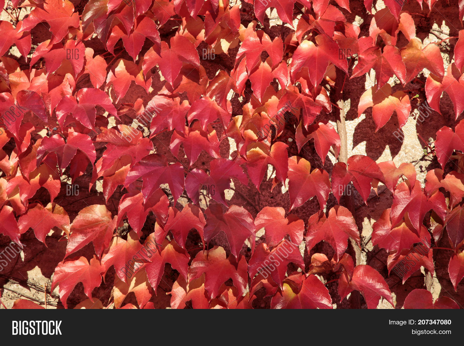 Red Vine Leaves On Image & Photo (Free Trial) Bigstock