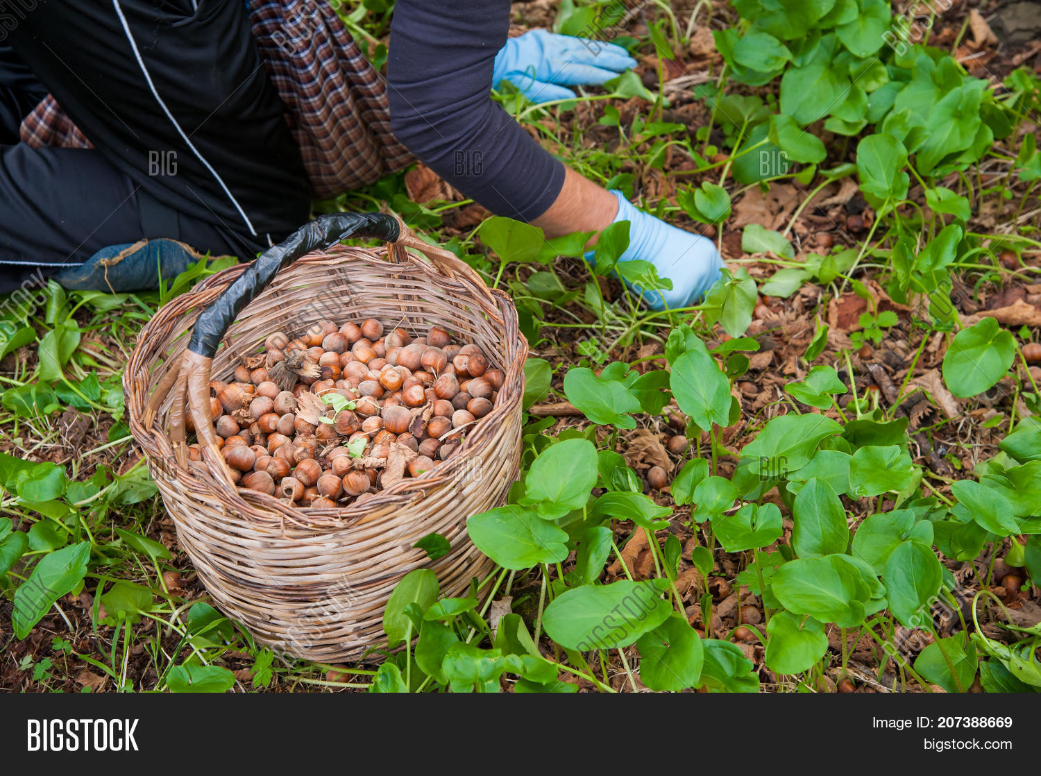 Hazelnut harvesting
