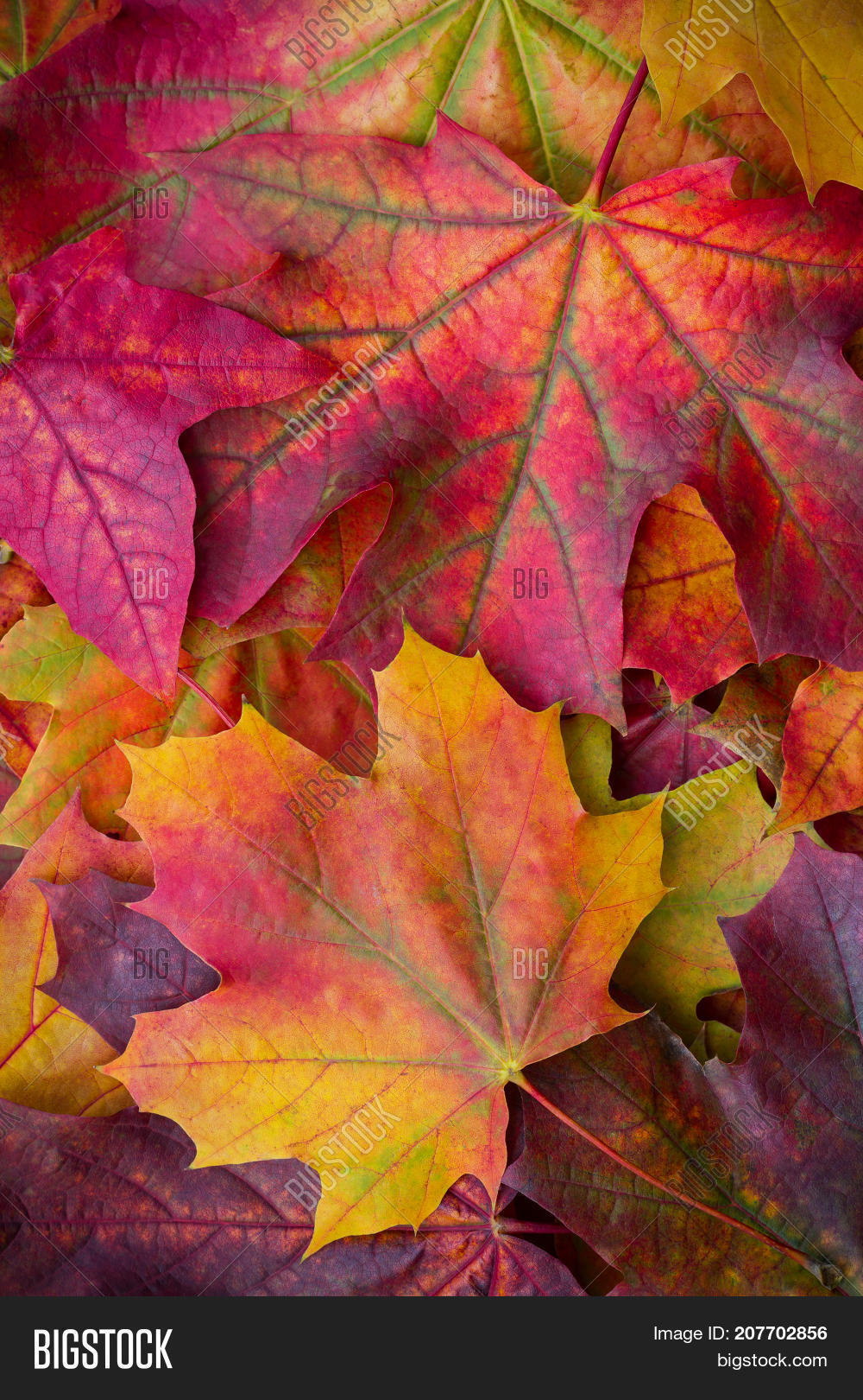 Amazing Multicolor Background Of Natural Autumn Foliage Colorful Leaves With Light
