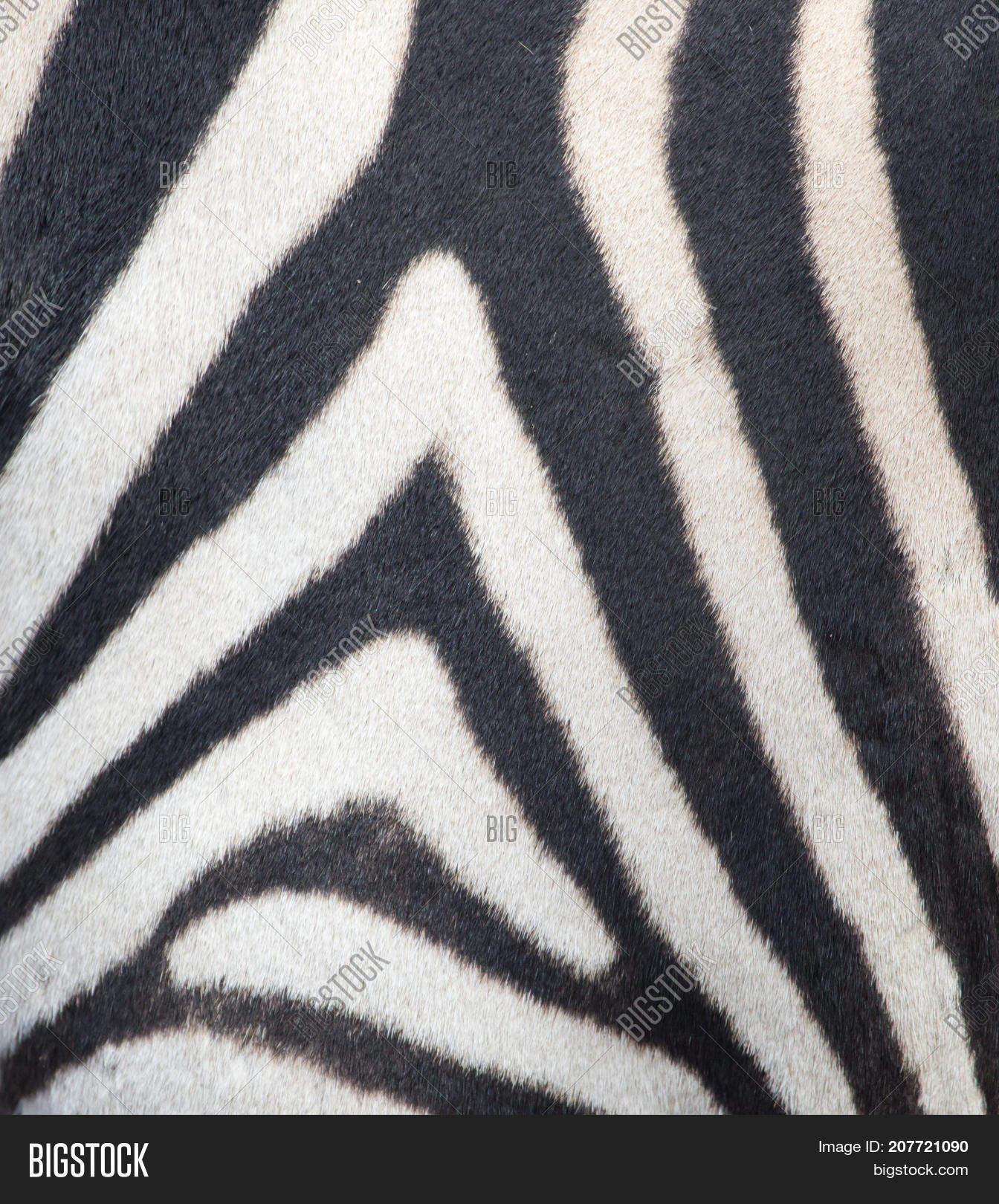 Stripes On Skin Zebra Image & Photo (Free Trial) Bigstock