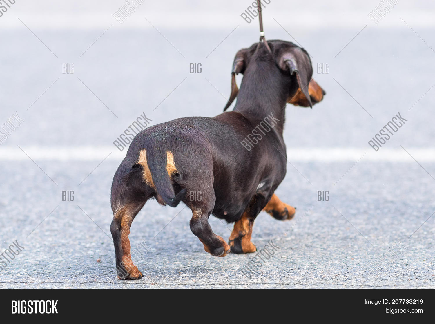 dachshund steps