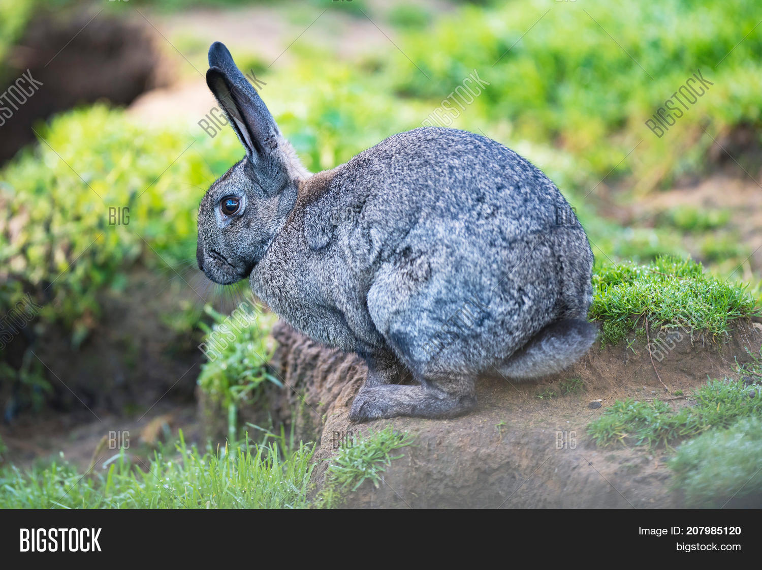 European Gray Rabbit ( Image & Photo (Free Trial) Bigstock