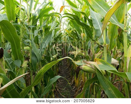 Corn field before harvest. Ripe corn cobs in row behind. Detail view immersed between corn cobs and leaves. Autumn rural rustic background with vegetable. Agriculture maize farming.