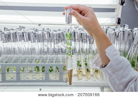 Female hand in white robe with a test tube closed by aluminum foil with in vitro cloned microplant in a nutrient medium on background with stand of test tubes with microplants