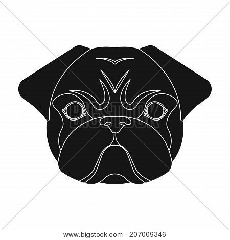 Breed of a dog, a pug.Pug's muzzle single icon in black style vector symbol stock illustration .
