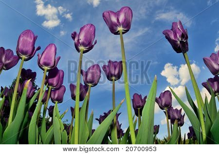 Smuk lilla tulipaner
