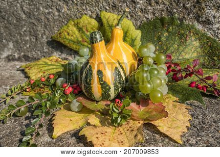 Decorative yellow pumpkins laid out on autumn vine leaves with grapes on a stone background. Autumn harvest conceptual background