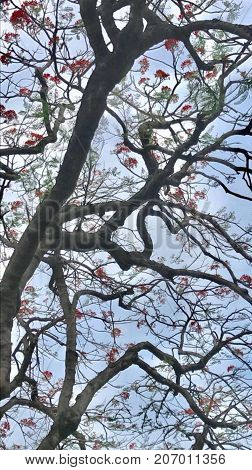 artistic tree with branches and orange flowers