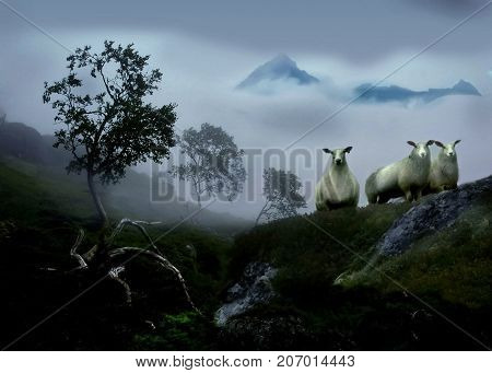 Cuorious sheep in a foggy landscape. From Napp in Flakstad island, Lofoten
