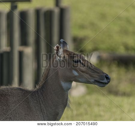 Boselaphus tragocamelus with long head in green grass on meadow
